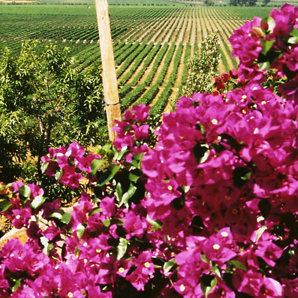 Catar deliciosos vinos – RUTA DEL VINO, BAJA CALIFORNIA, RUTAS TURÍSTICAS